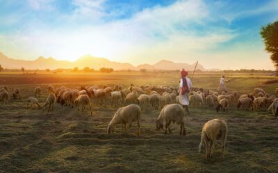 Offrir un mouton en Afrique pour l’Aïd: Une tradition religieuse et un acte de générosité