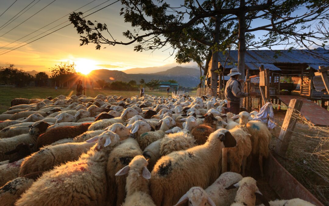 Recevoir son mouton en Ile-de-France pour l’Aïd: Respect  du bien-être animal et de la sunnah authentique