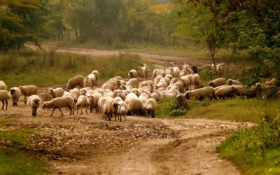 L’éthique derrière la vente de moutons pour l’Aïd al-Adha : Ce que vous devez savoir