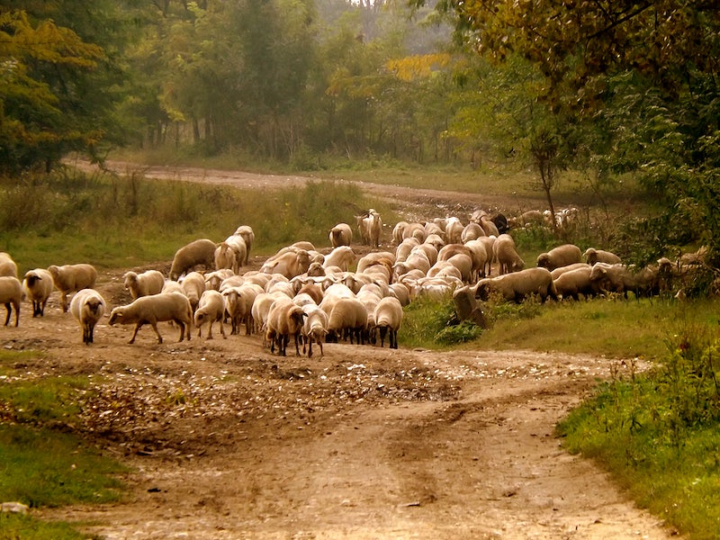 L’éthique derrière la vente de moutons pour l’Aïd al-Adha : Ce que vous devez savoir